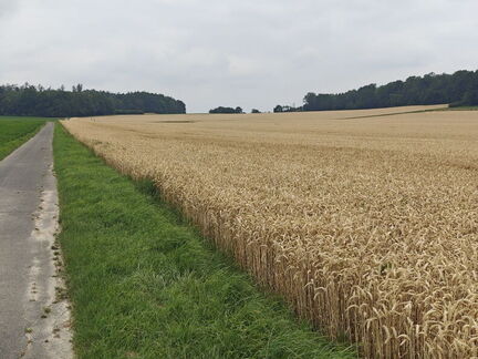Weg Billinghauser Str. n. Währentrup 18.7.26